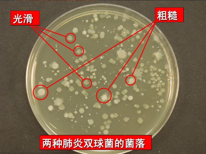菌落光滑还是菌光滑?