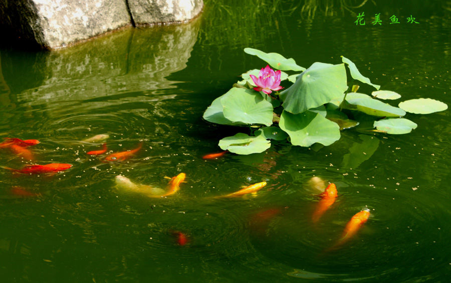 鱼花池景色