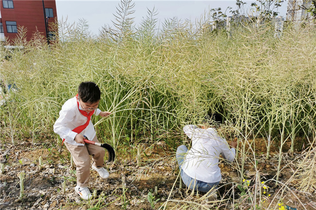 劳动节前夕浦江一小学学生收两百余斤油菜籽