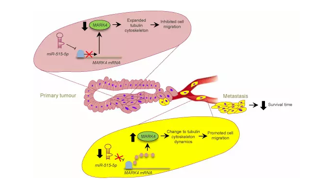 静默分子"具有可以关闭癌细胞扩散至全身的能力