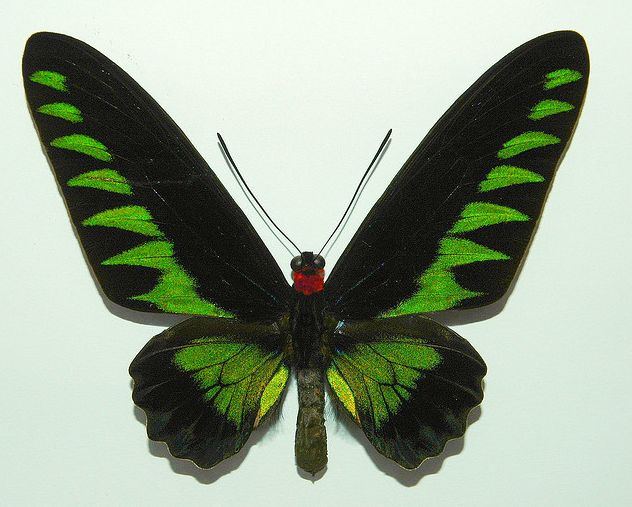 红颈鸟翼凤蝶标本图片