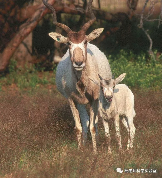 小小的尖尖的,羚羊的角会大一些,生着螺旋的纹路.