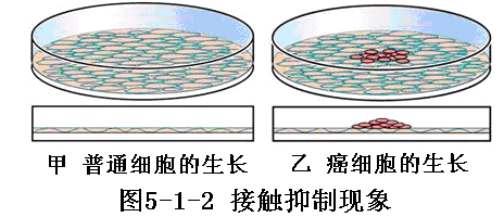 细胞接触抑制图片