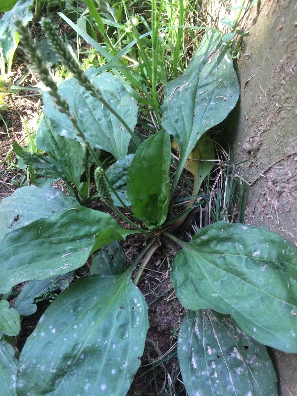 校园植物车前草