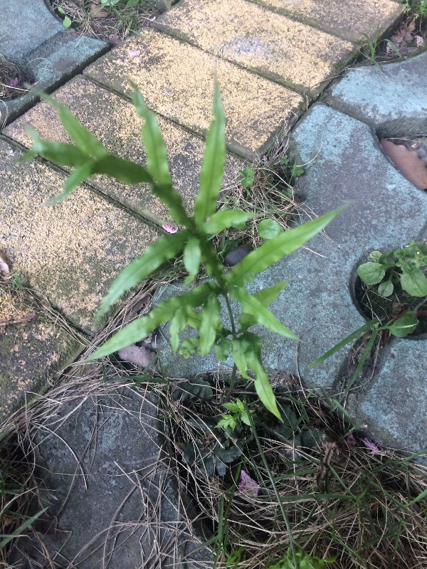 鳳尾蕨科目:真蕨目綱:蕨綱門:蕨類植物門界:植物界別 稱:三叉草 井