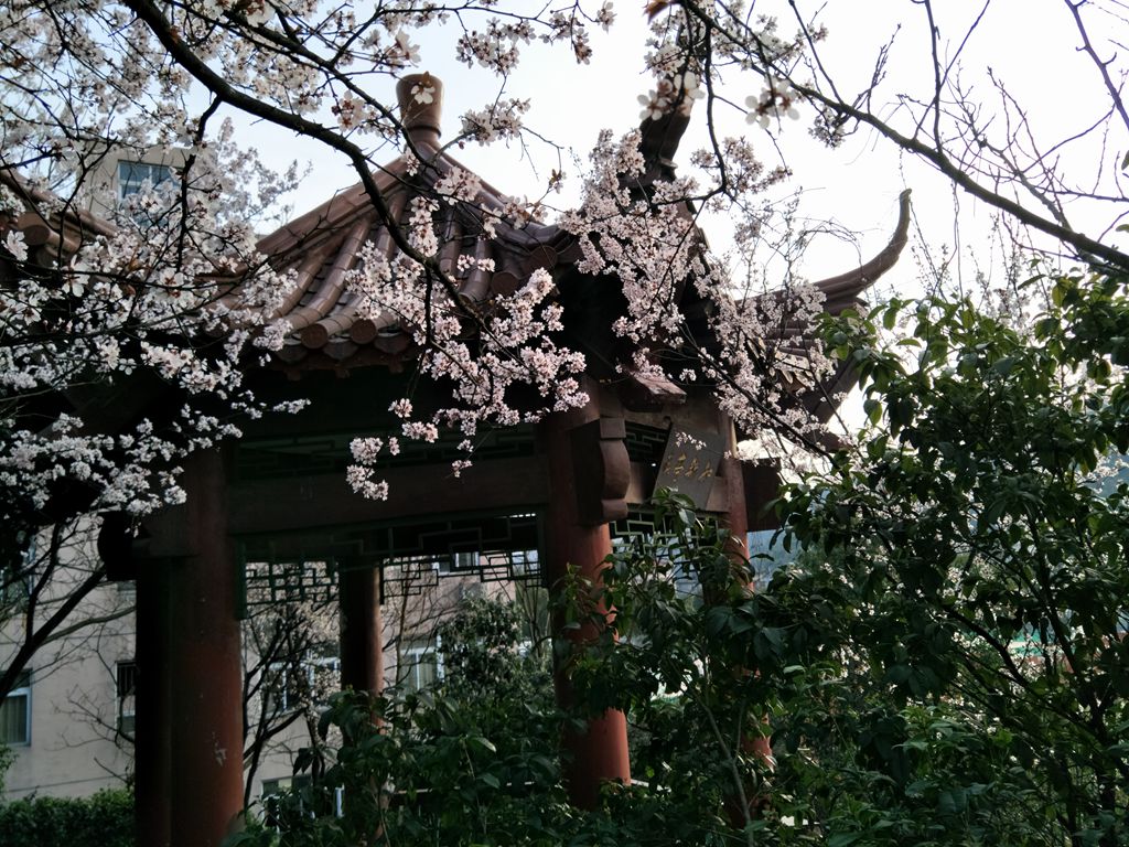金檀山上李花开.jpg