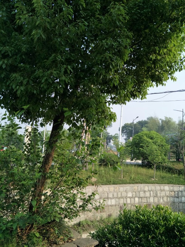 大树有小树1.jpg