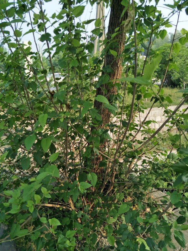 大树下有小树2.jpg