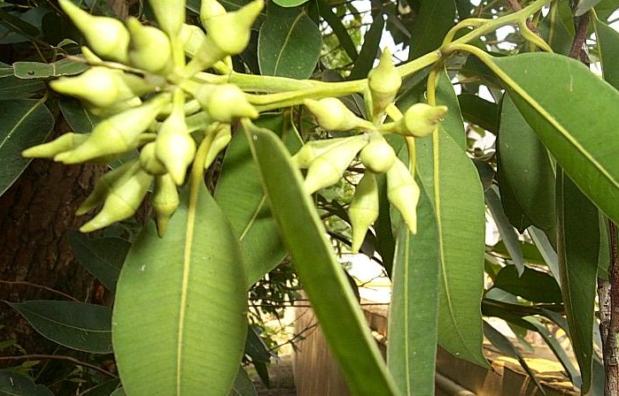 瑞安市第六中学 百草园概况 瑞安市第六中学古树名木-桉树