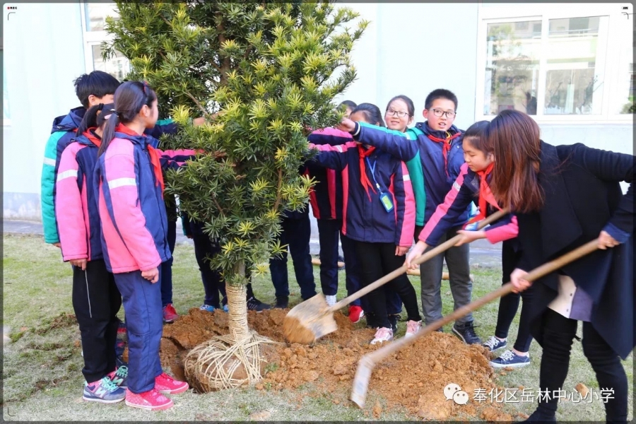 宁波奉化岳林中心小学图片