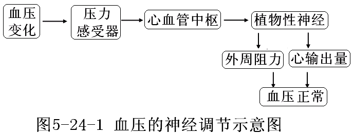血压的相对稳定与心血管中枢及植物性神经的调节有关.