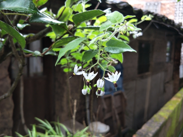 白英(家门前花盆种植)