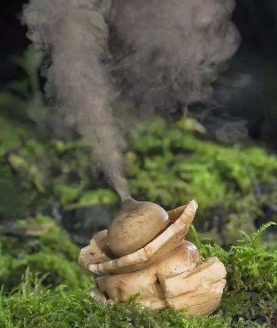 作者其他文章 热门文章 马勃菌        发布人