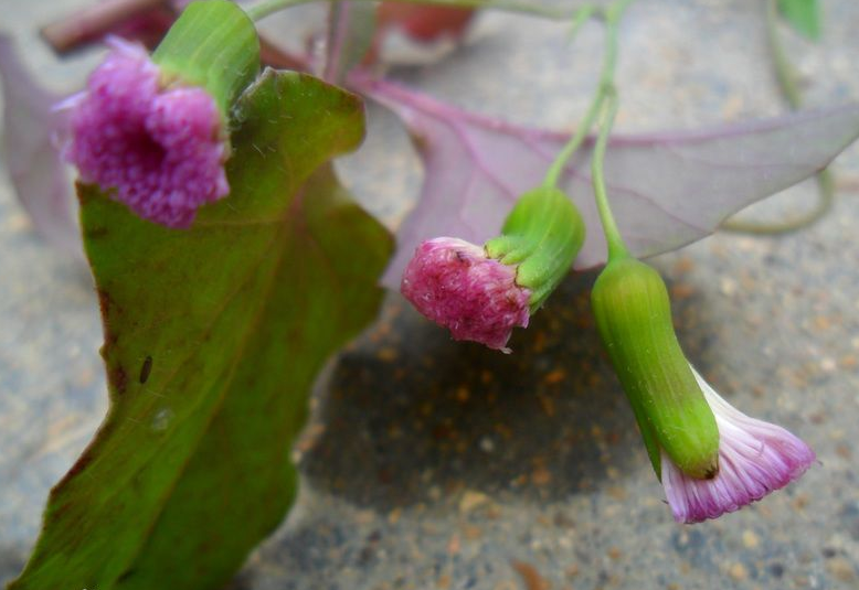 diǎn hónɡ【別名】紅背葉,葉下紅,羊蹄草【來源】為菊科一點紅屬