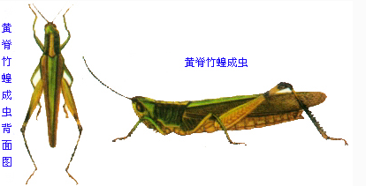 作者:耿翠发布时间:2018-12-20 18:57:34阅读(103)评论(0)黄脊竹蝗是