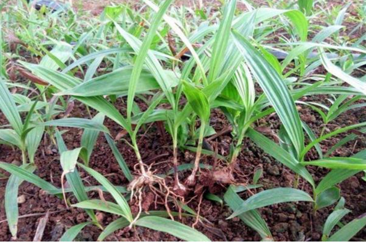 【别名】白根,地螺丝,白鸡儿,白鸡娃,连及草,羊角七【科属】兰科及白