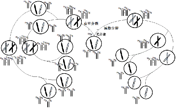 圖3細胞分裂與dna複製關聯模型圖4染色體異常聯會模型3模型建構教學