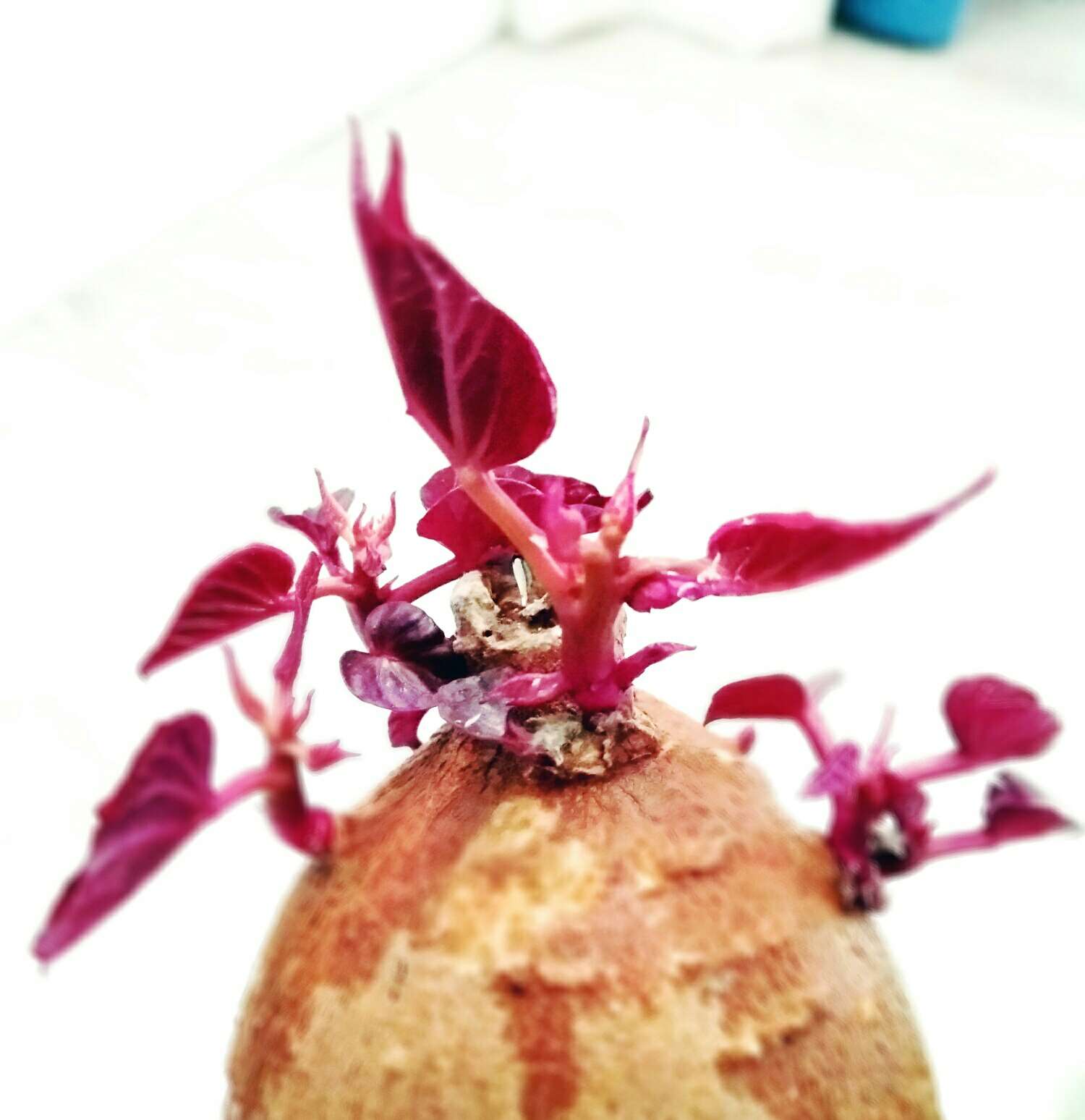 [顶] 发芽的地瓜