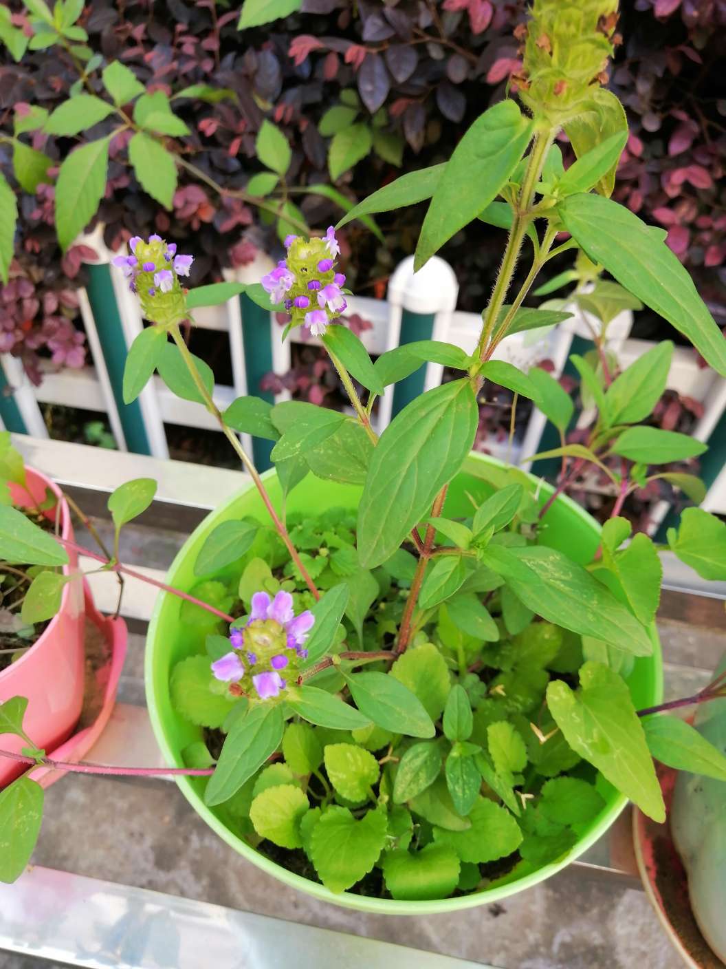校园中草药植物