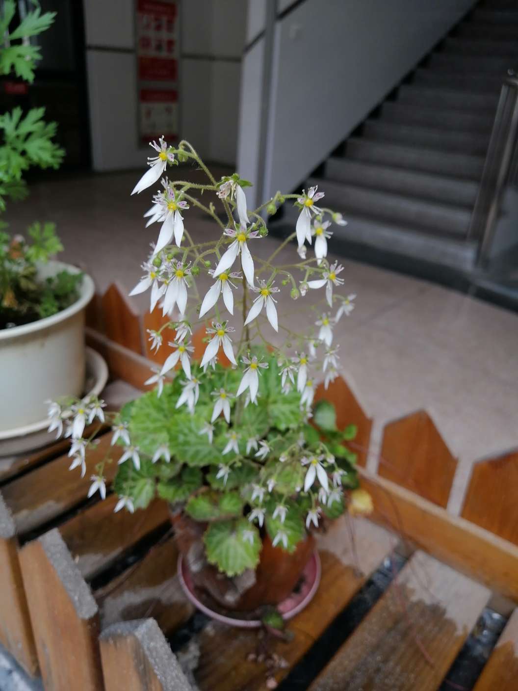 校园中草药虎耳草