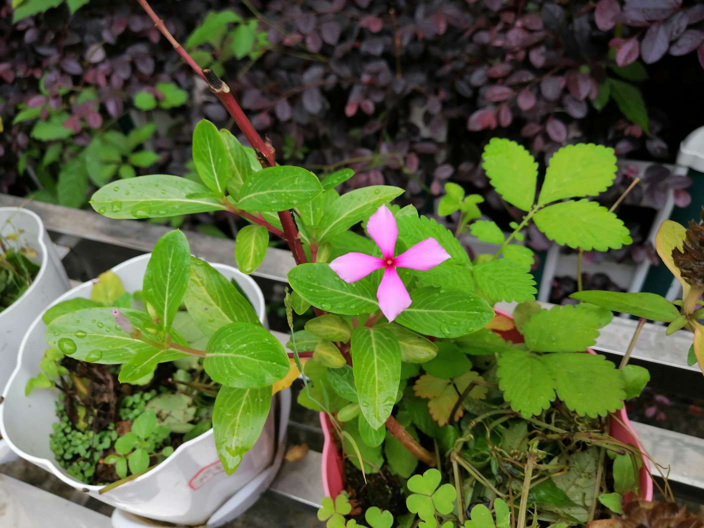 校园中草药长春花