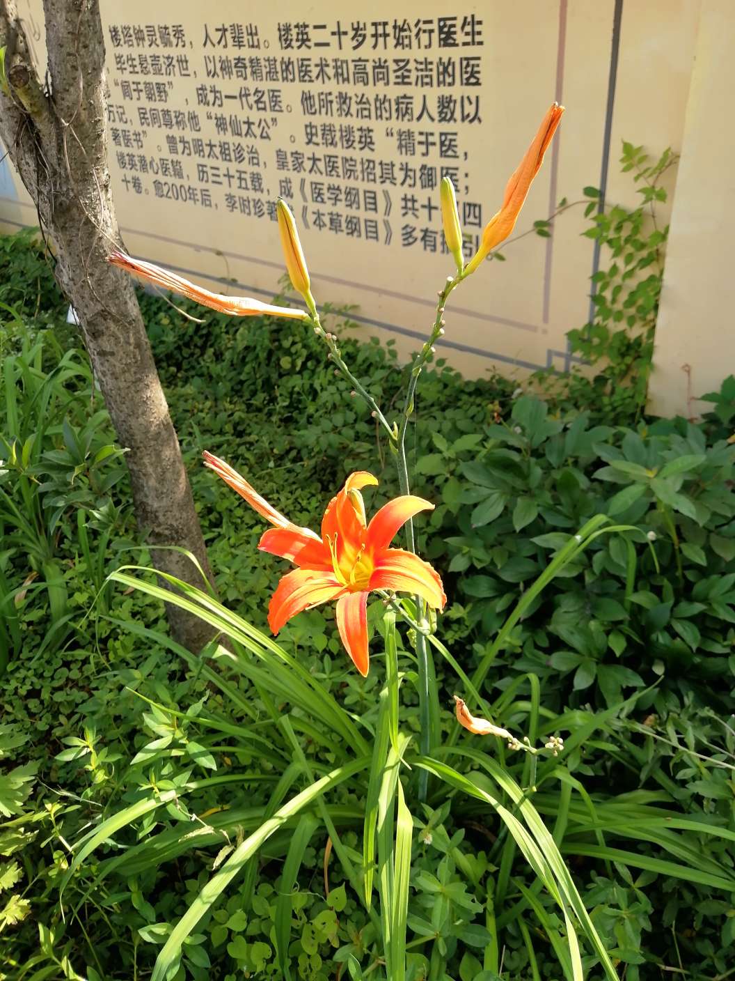 校园中草药萱草