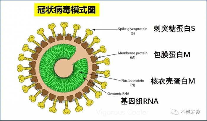 【病毒检测】新冠病毒的检测和生物教材中的技术是否一致?
