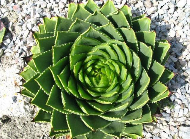 大自然的神奇植物——螺旋芦荟