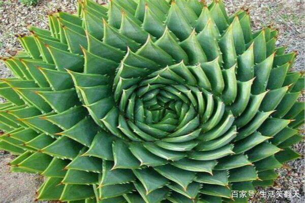 大自然的神奇植物——螺旋芦荟